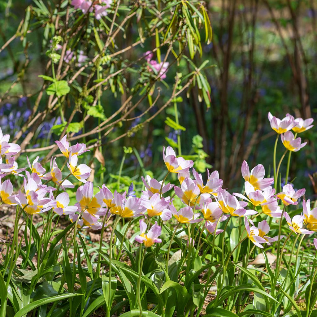 Tulipa saxatilis - Botanical Tulip