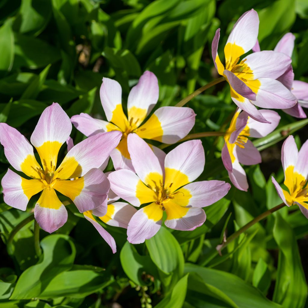 Tulipa saxatilis - Botanical Tulip