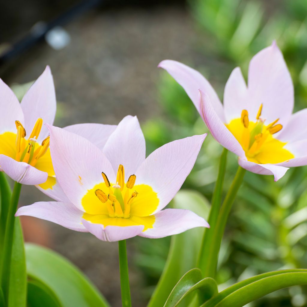 Tulipa saxatilis - Botanical Tulip