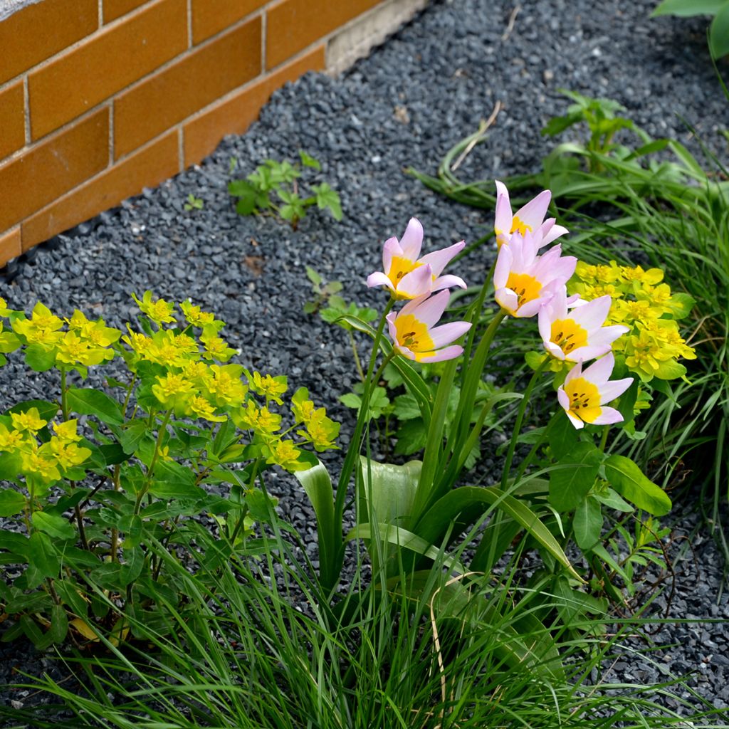 Tulipa saxatilis - Botanical Tulip