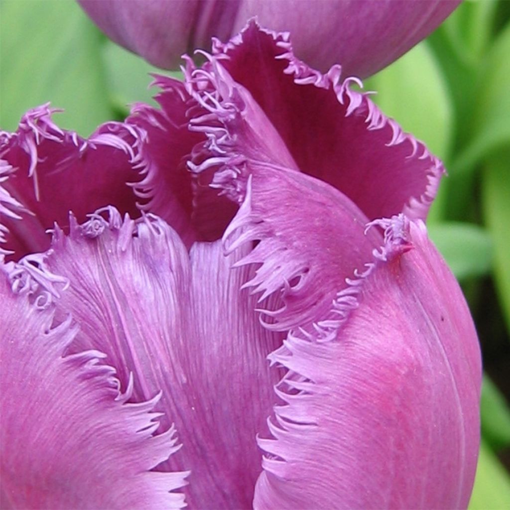 Tulipe dentelée Curly Sue