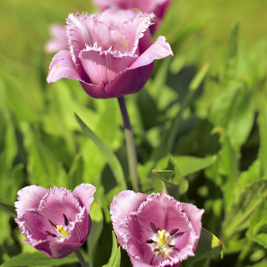 Tulipa crispa Cummins - Fringed Tulip