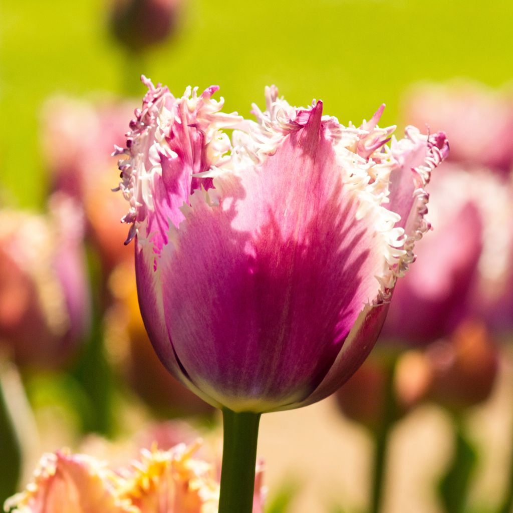 Tulipa crispa Cummins - Fringed Tulip