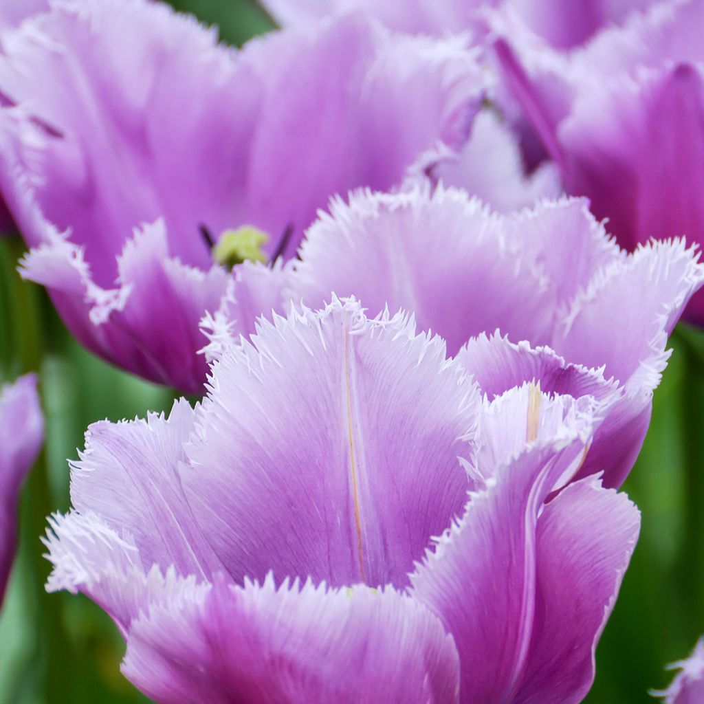 Tulipa crispa Cummins - Fringed Tulip