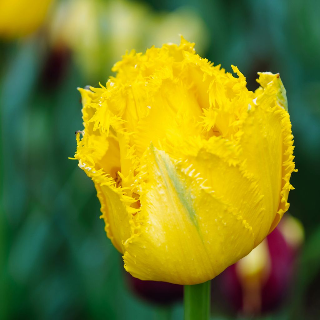 Tulipa crispa Hamilton