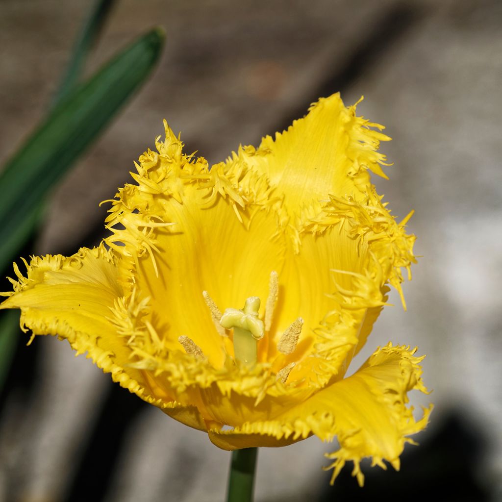 Tulipa crispa Hamilton