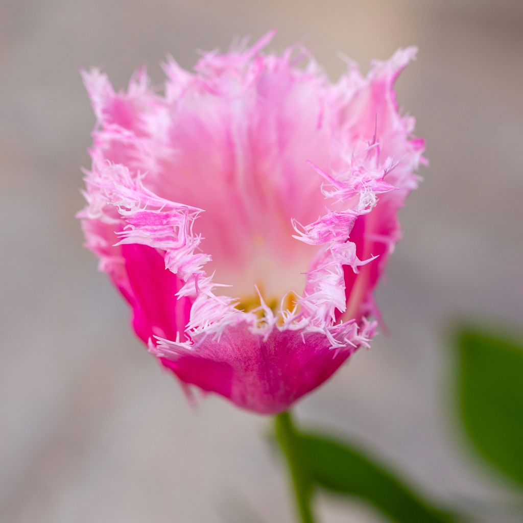 Tulipa Huis Ten Bosch