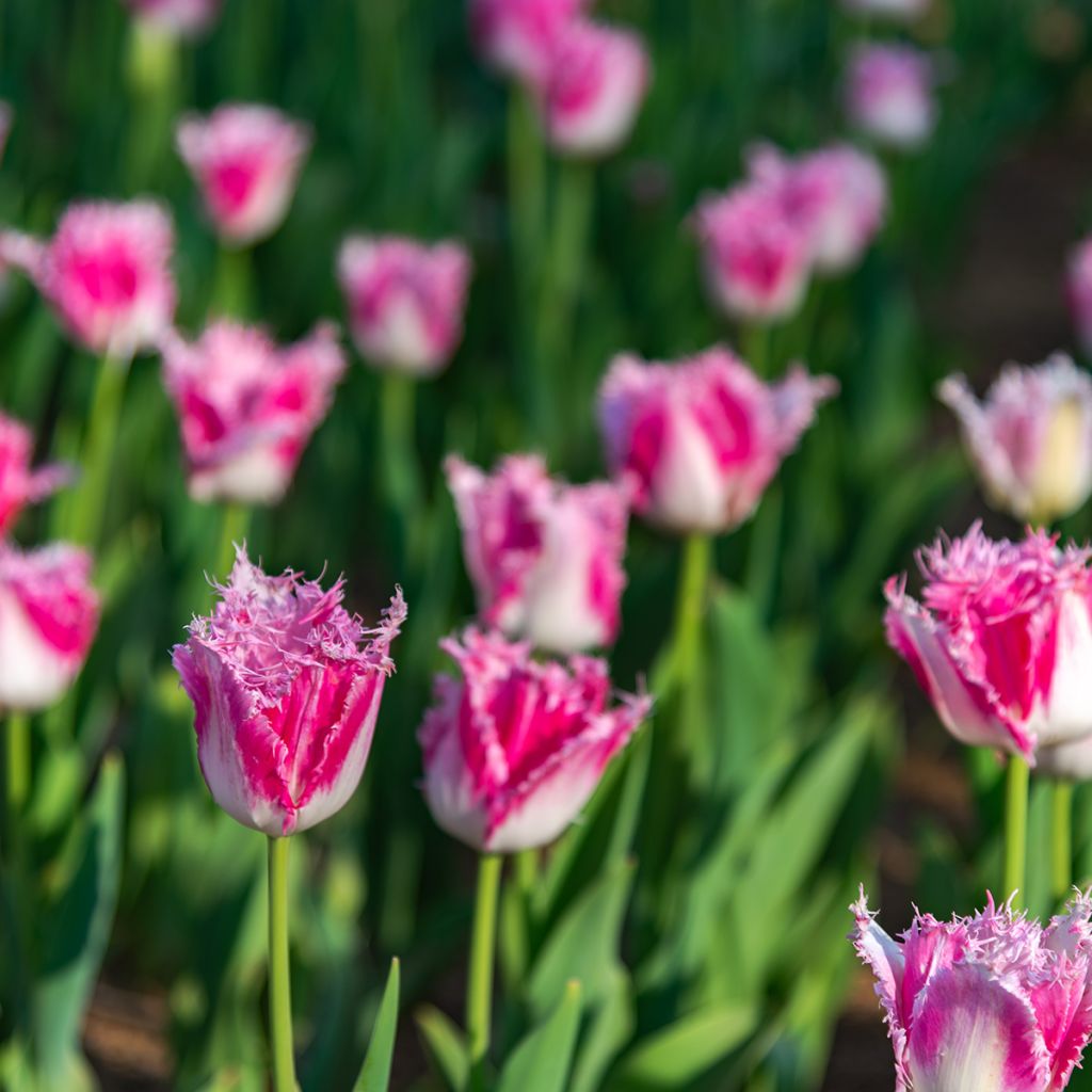 Tulipa Huis Ten Bosch