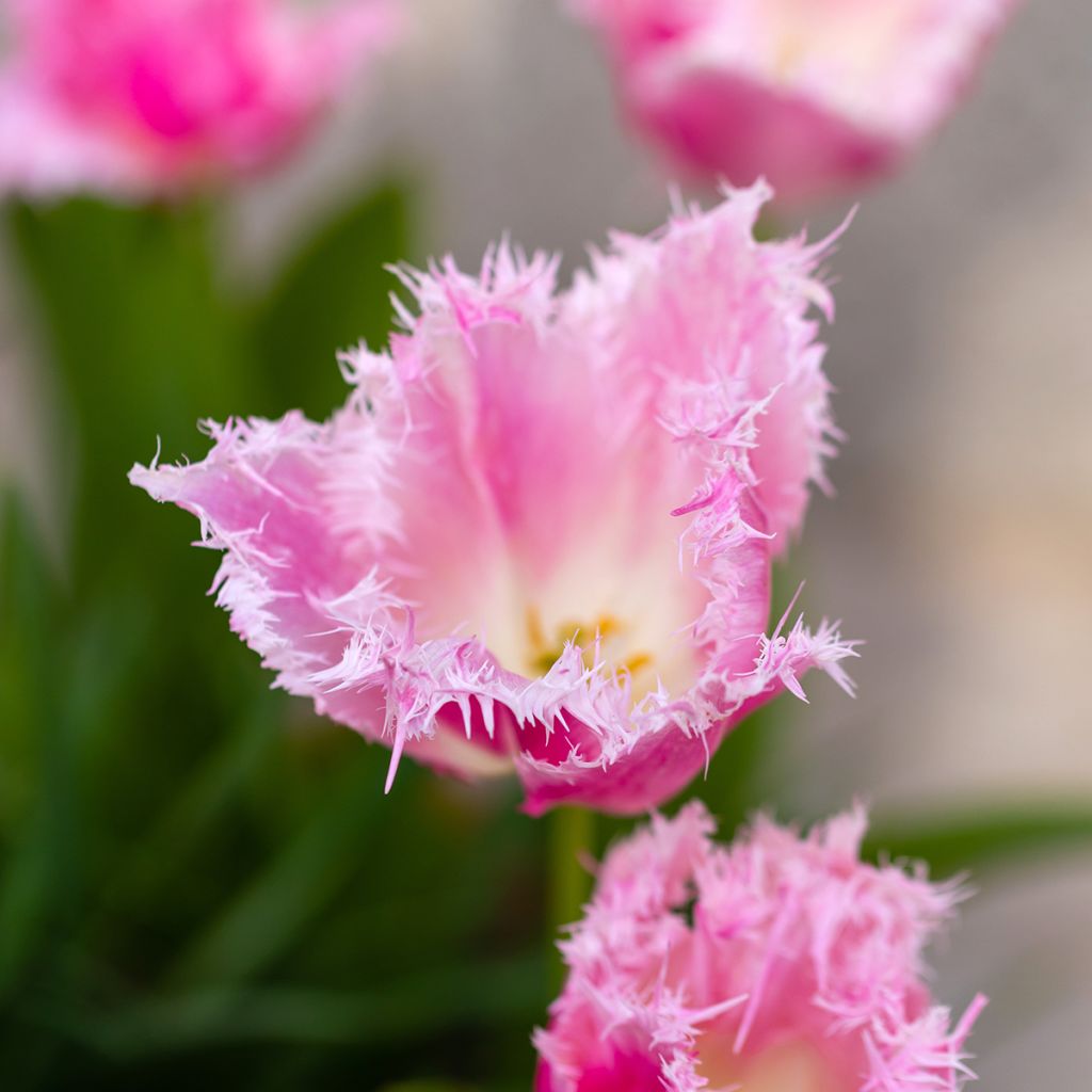 Tulipa Huis Ten Bosch