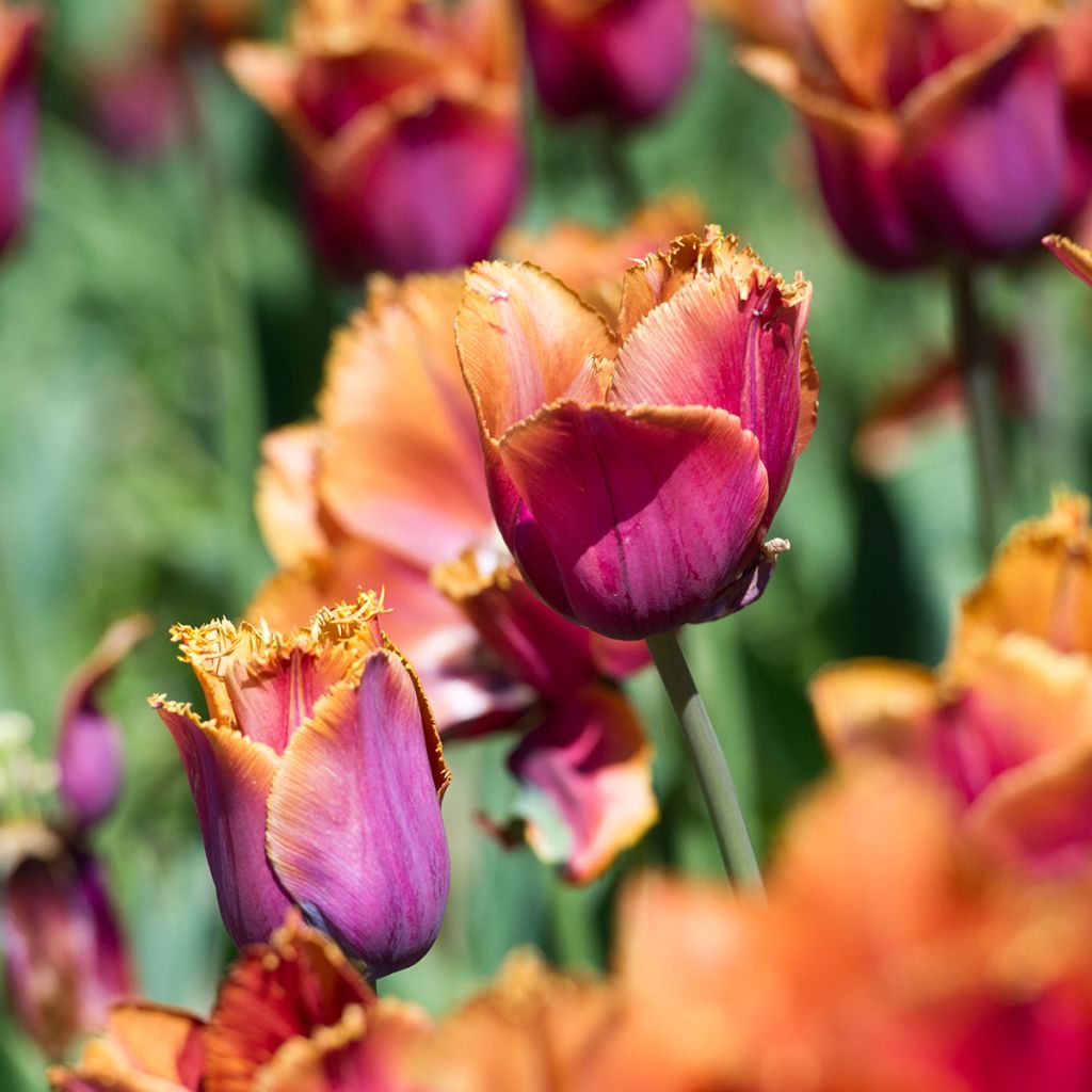 Tulipa crispa 'Louvre Orange'