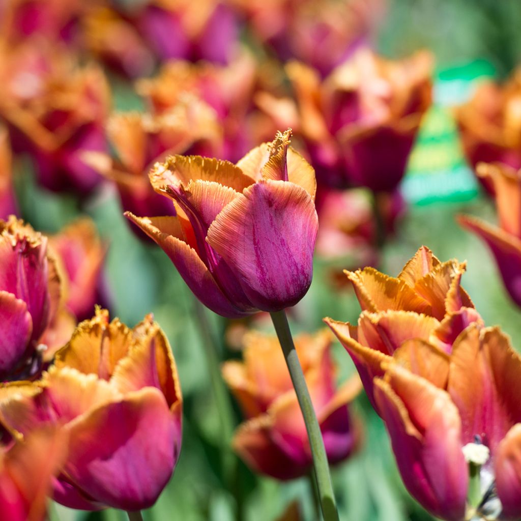 Tulipa crispa 'Louvre Orange'