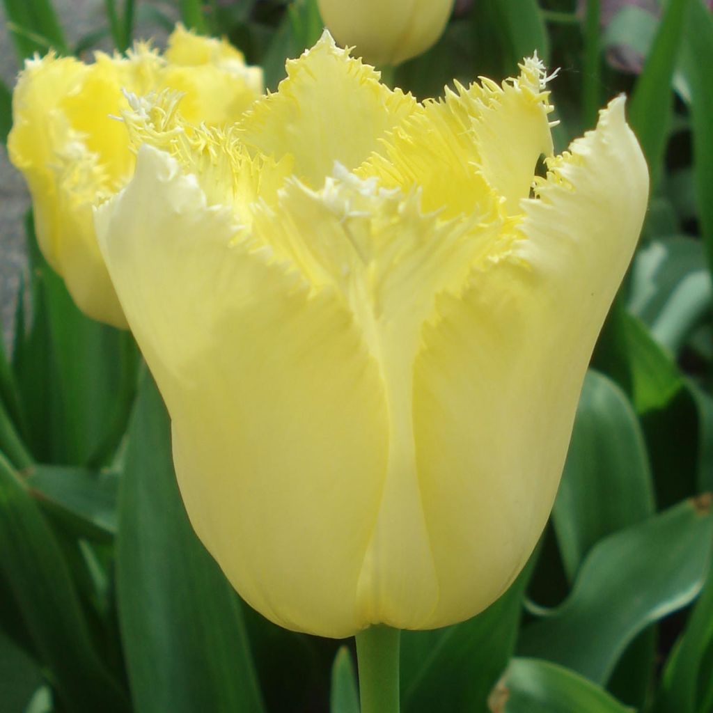 Tulipe dentelée Maja