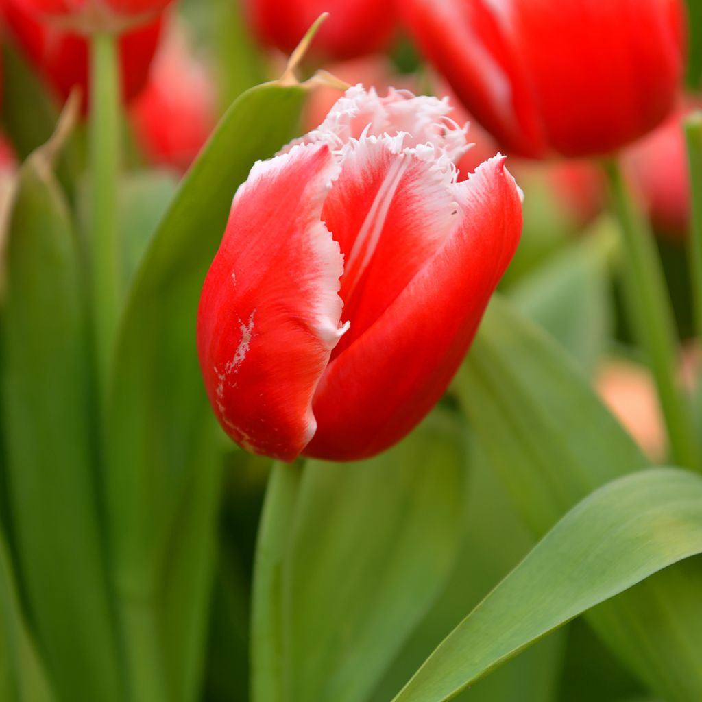 Tulipa New Santa - Fringed Tulip