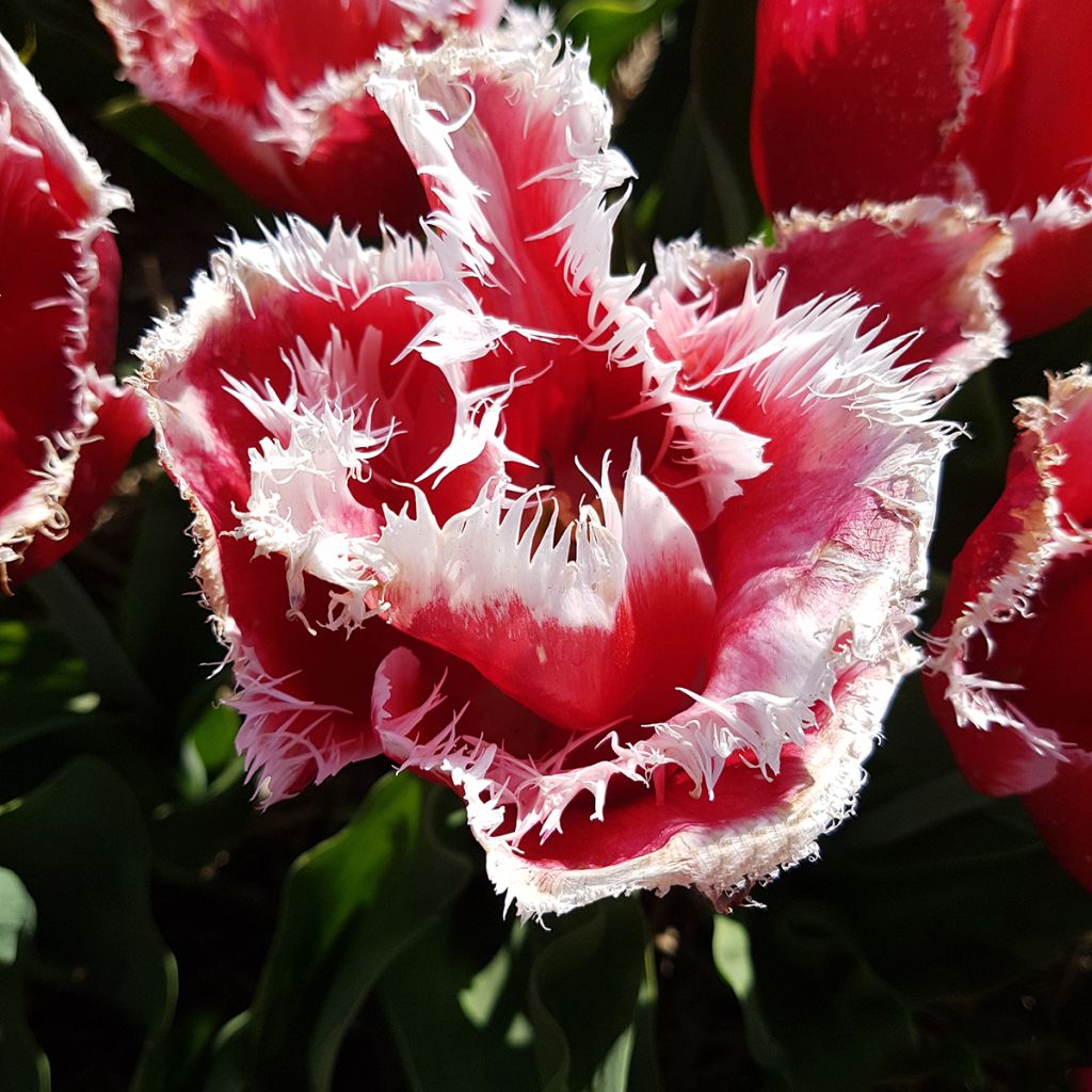 Tulipa New Santa - Fringed Tulip