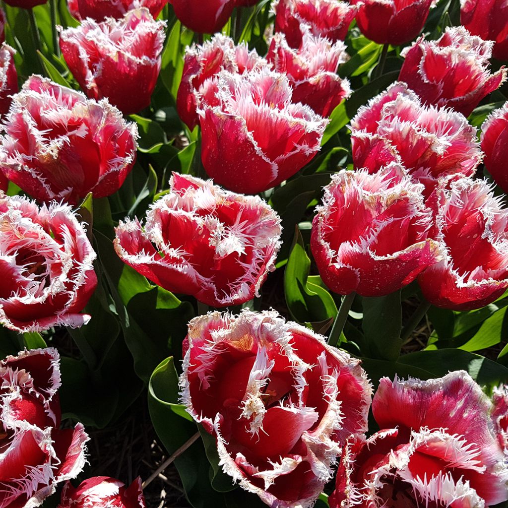 Tulipa New Santa - Fringed Tulip