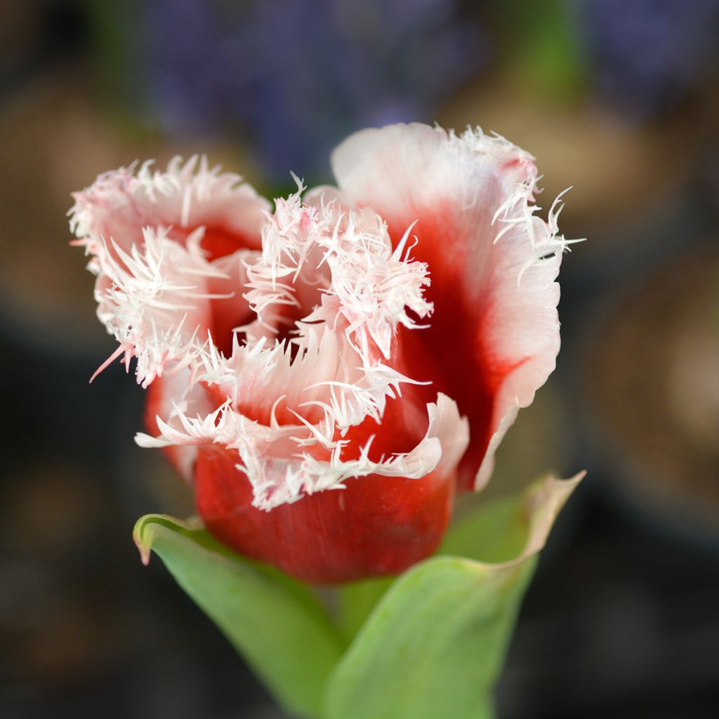 Tulipa New Santa - Fringed Tulip