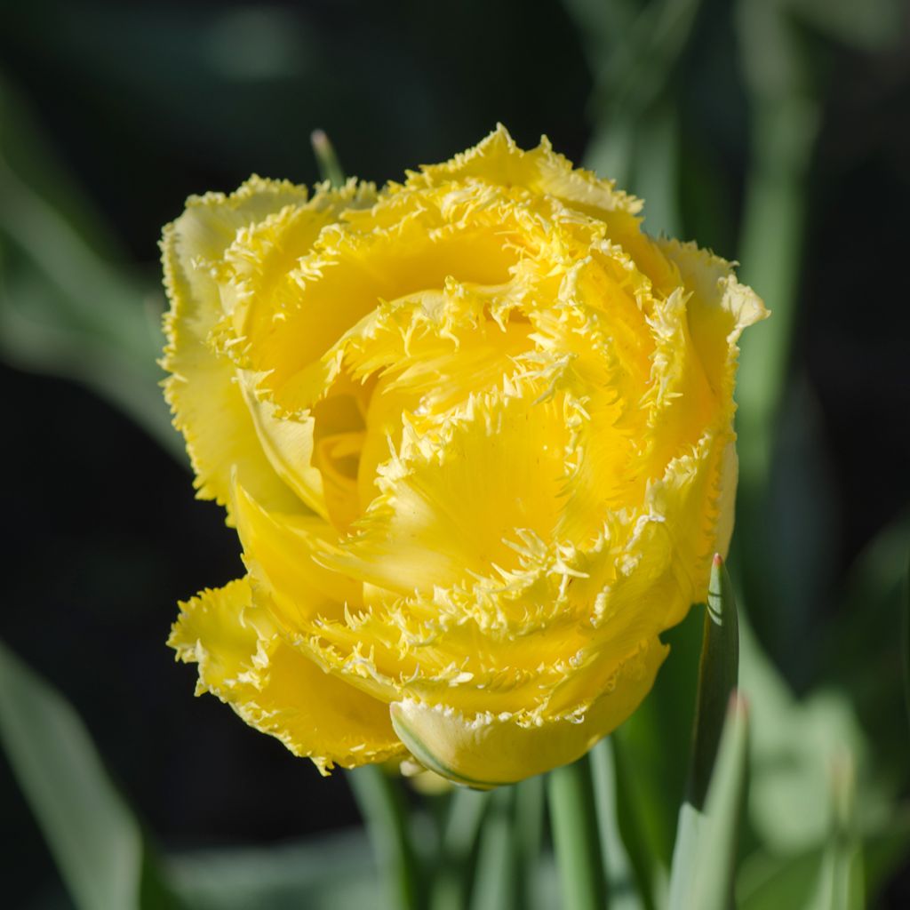 Tulipa Exotic Sun - Fringed Tulip