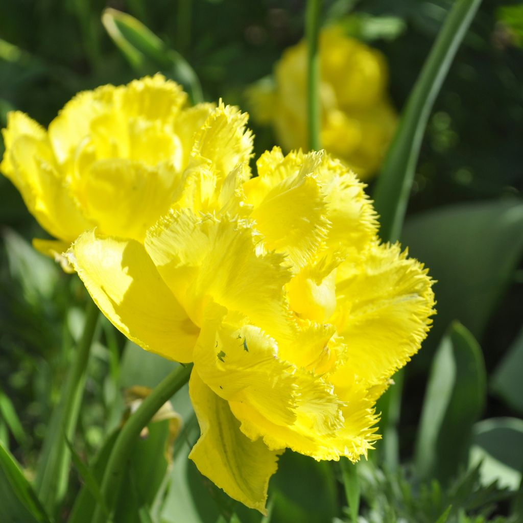 Tulipa Exotic Sun - Fringed Tulip