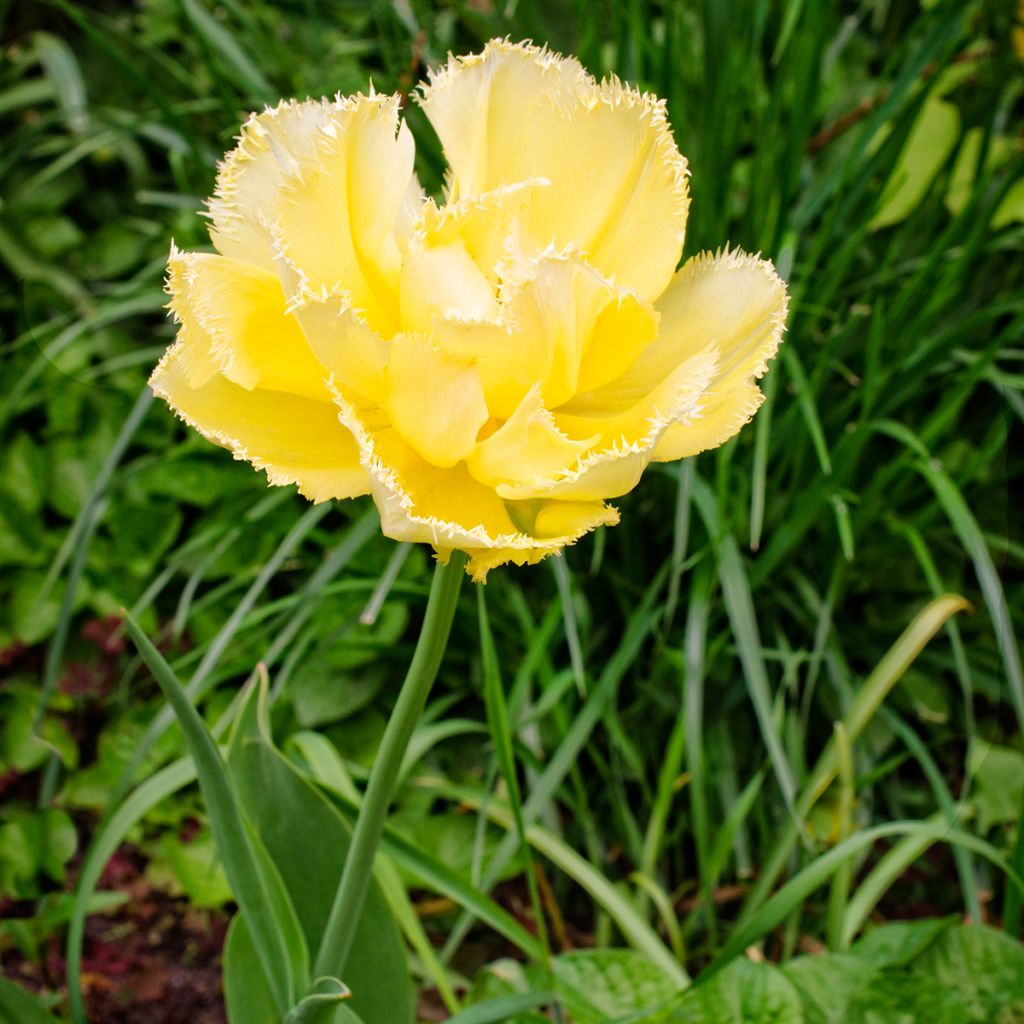 Tulipa Exotic Sun - Fringed Tulip