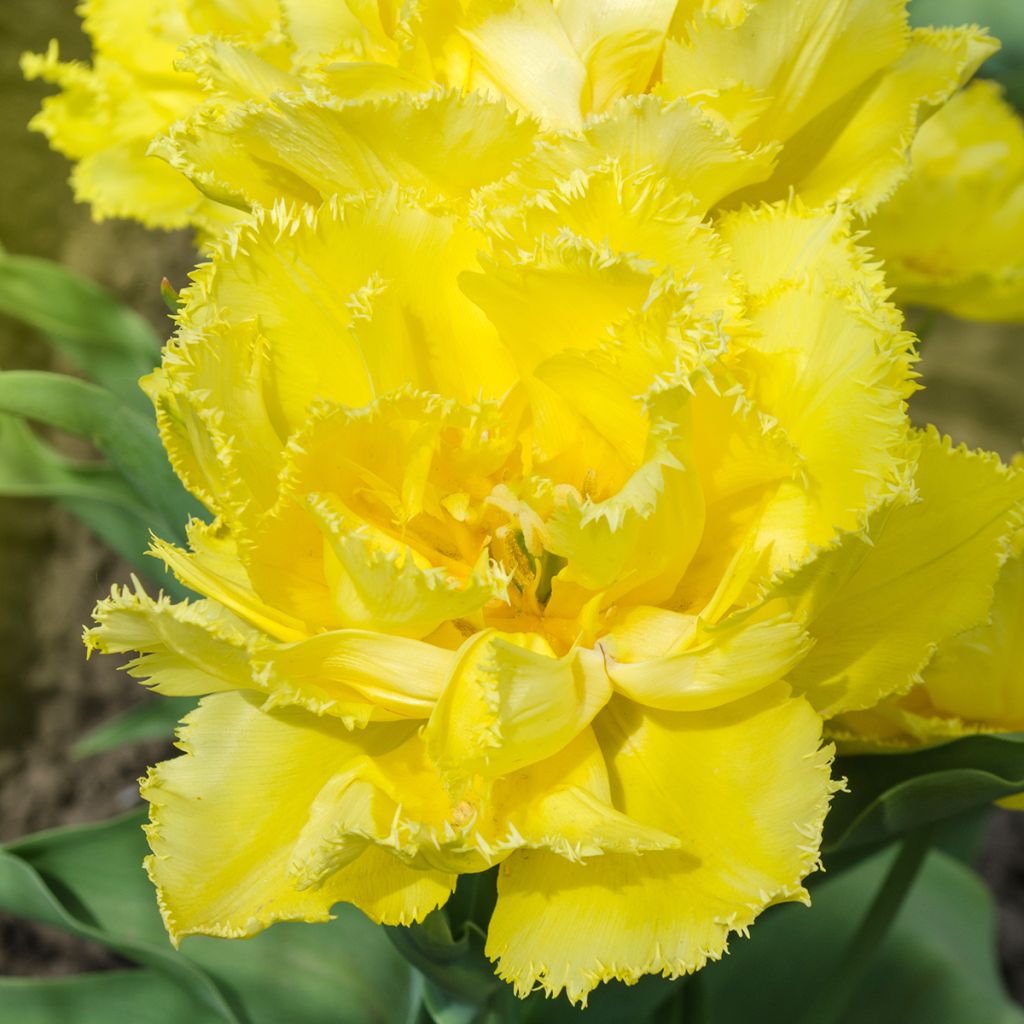 Tulipa Exotic Sun - Fringed Tulip