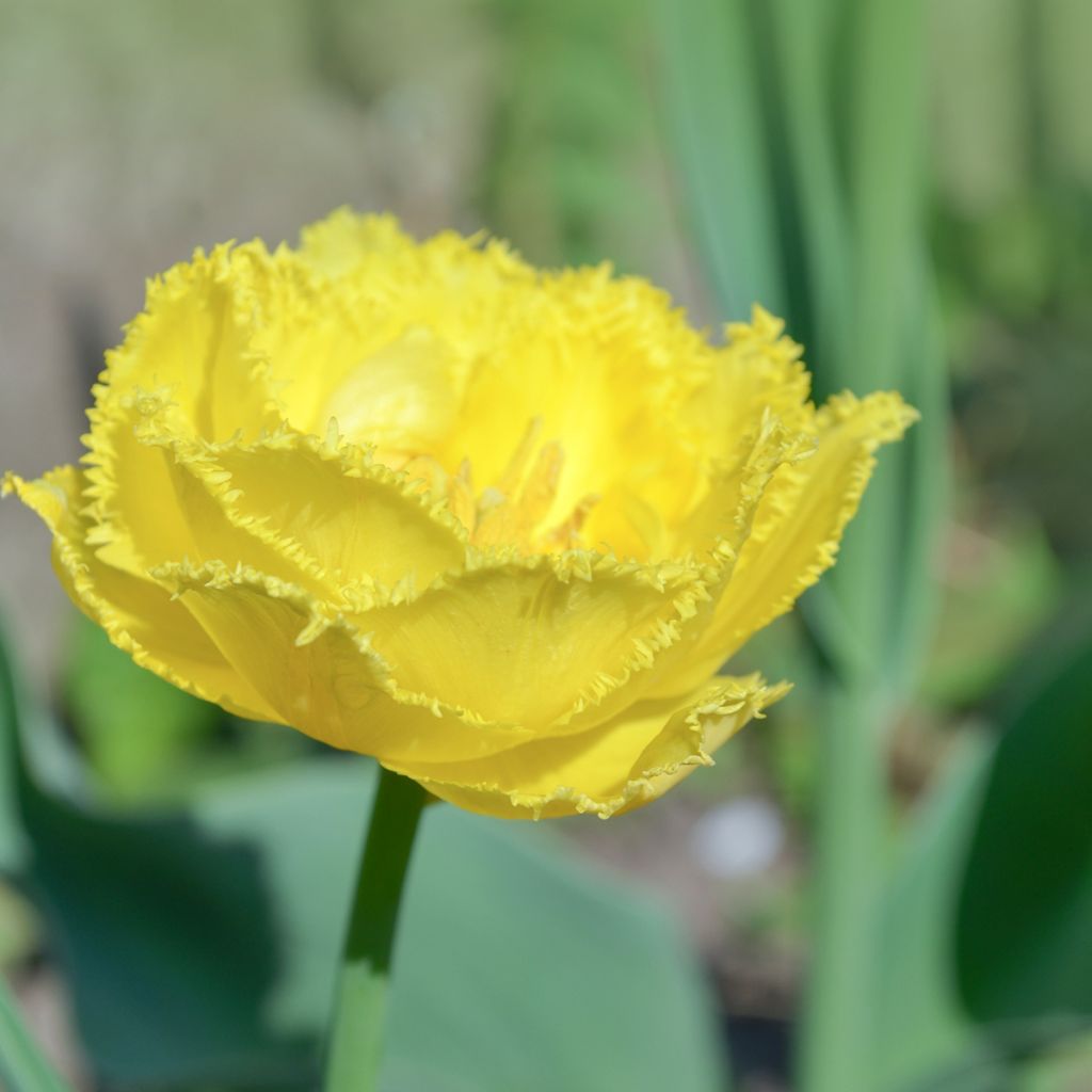 Tulipa Exotic Sun - Fringed Tulip