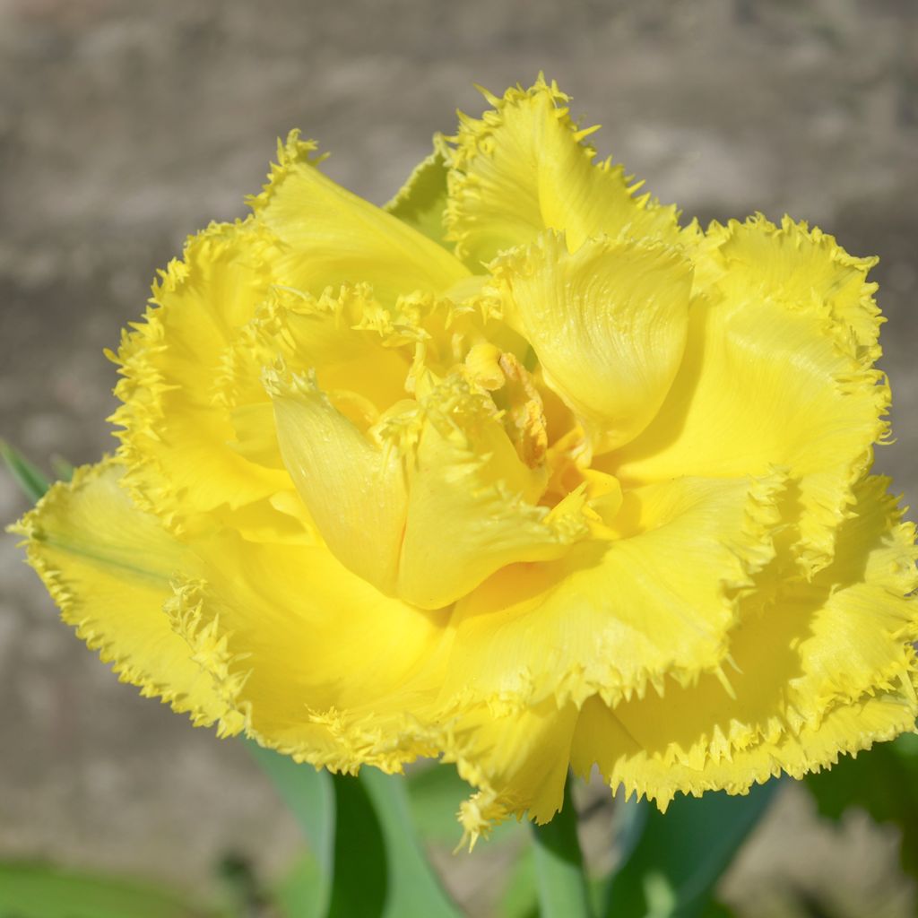 Tulipa Exotic Sun - Fringed Tulip