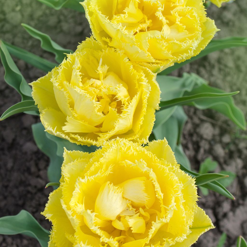 Tulipa Exotic Sun - Fringed Tulip