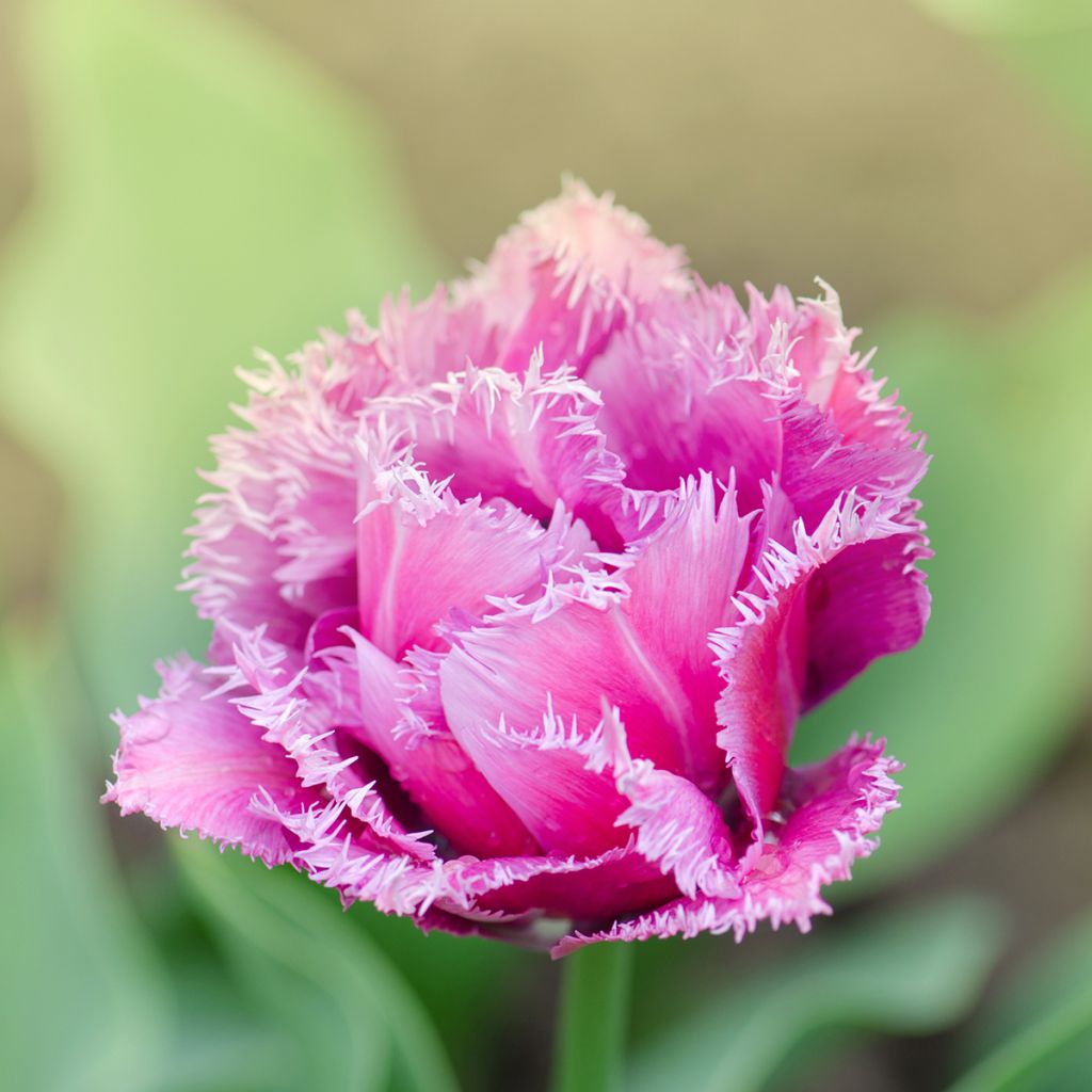 Tulipa Mascotte - Fringed Tulip