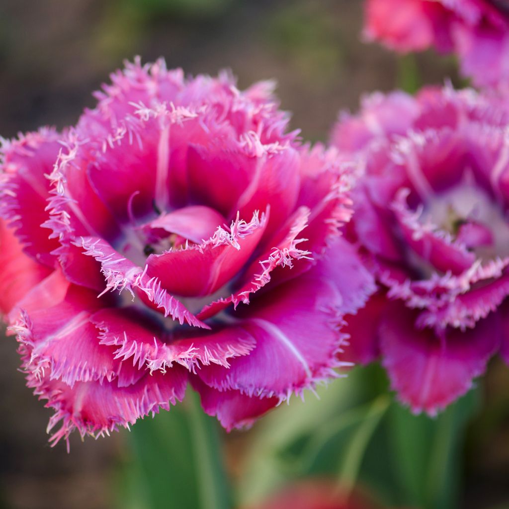 Tulipa Mascotte - Fringed Tulip