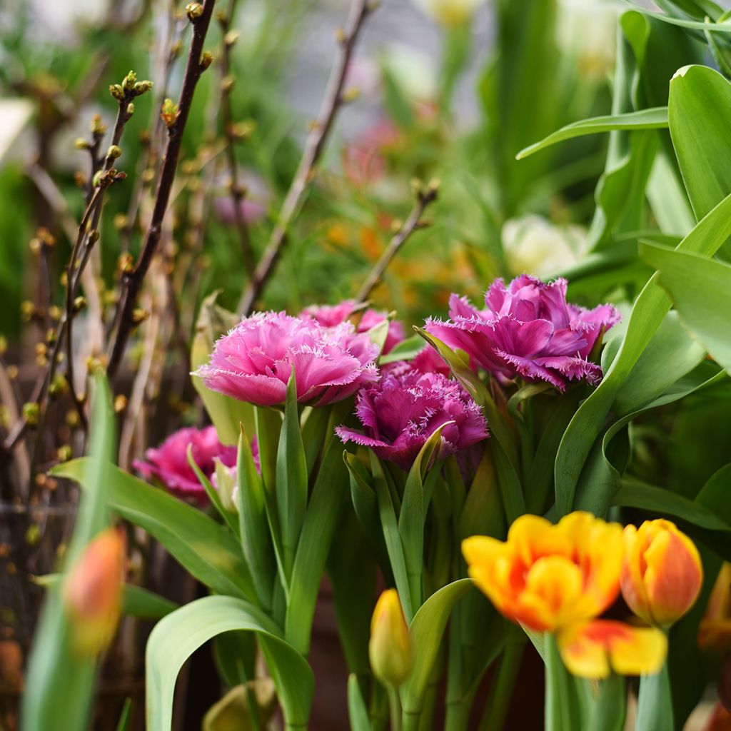 Tulipa Mascotte - Fringed Tulip