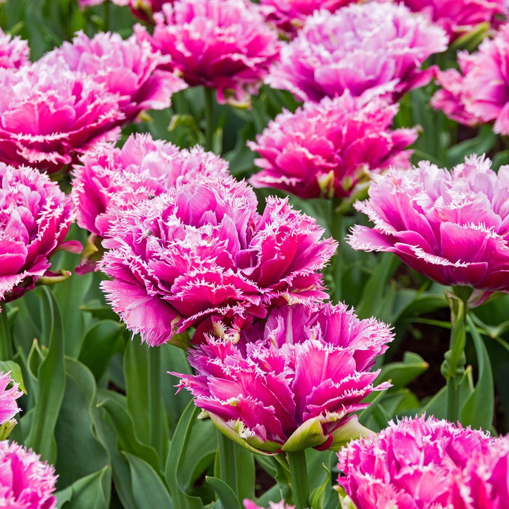 Tulipa Mascotte - Fringed Tulip