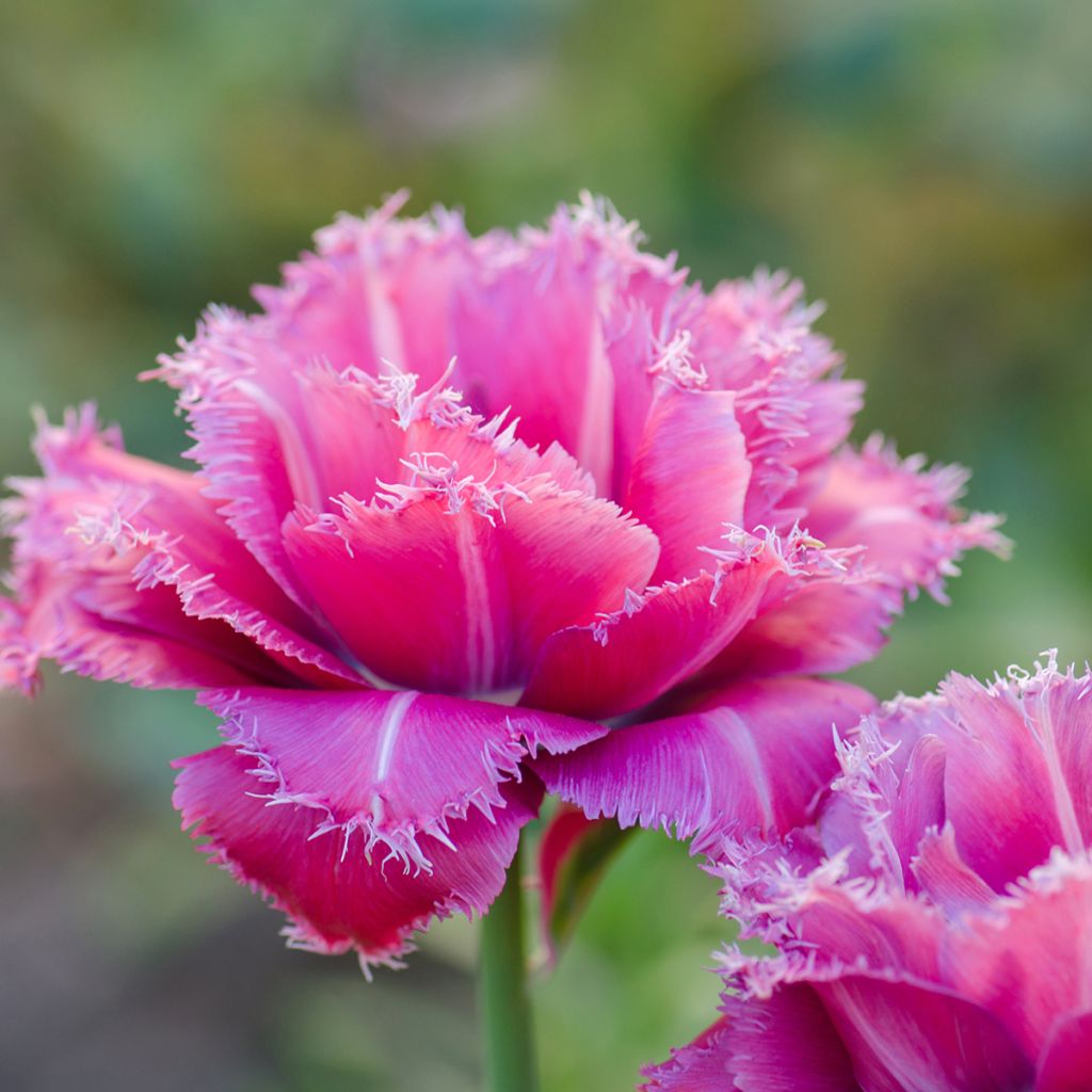 Tulipa Mascotte - Fringed Tulip