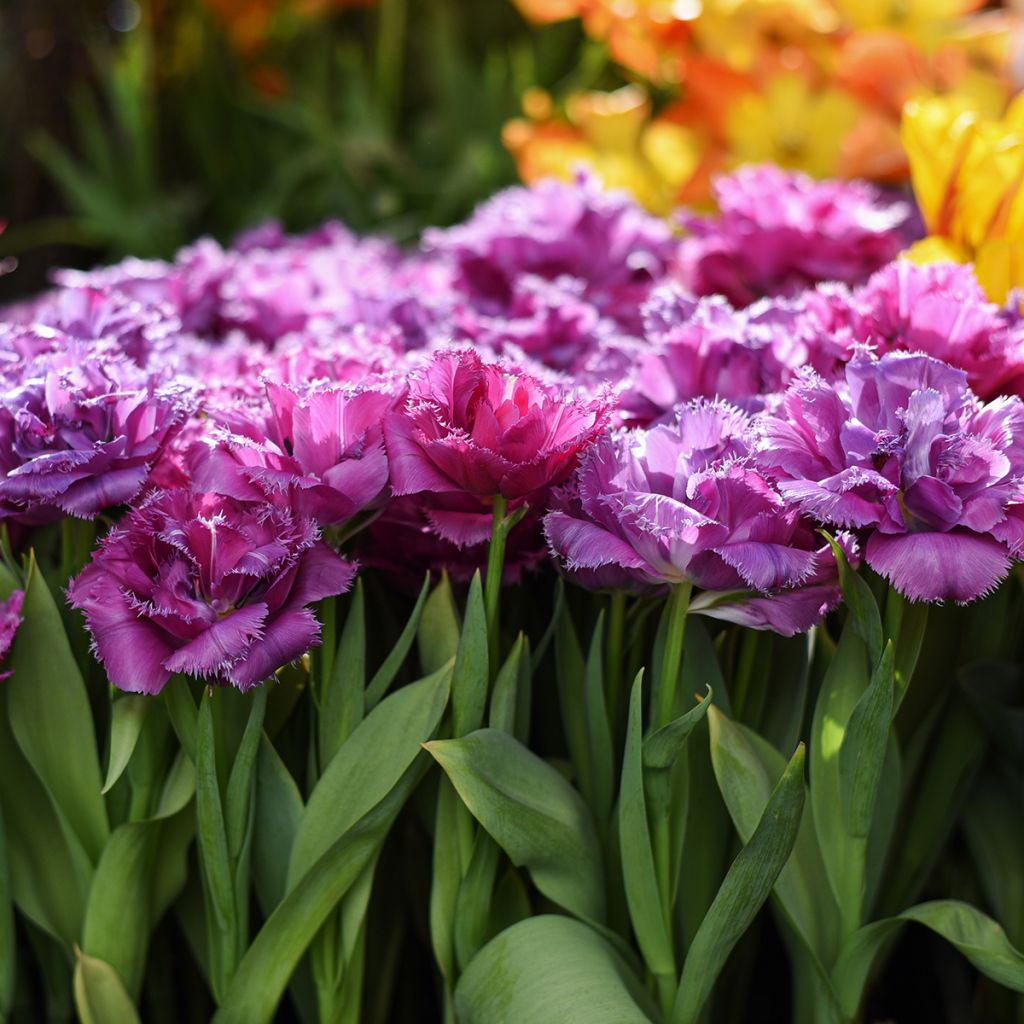 Tulipa Mascotte - Fringed Tulip