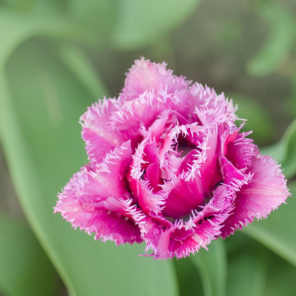 Tulipa Mascotte - Fringed Tulip