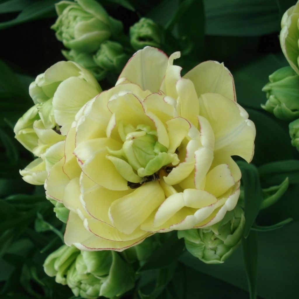 Tulipe Double Belicia