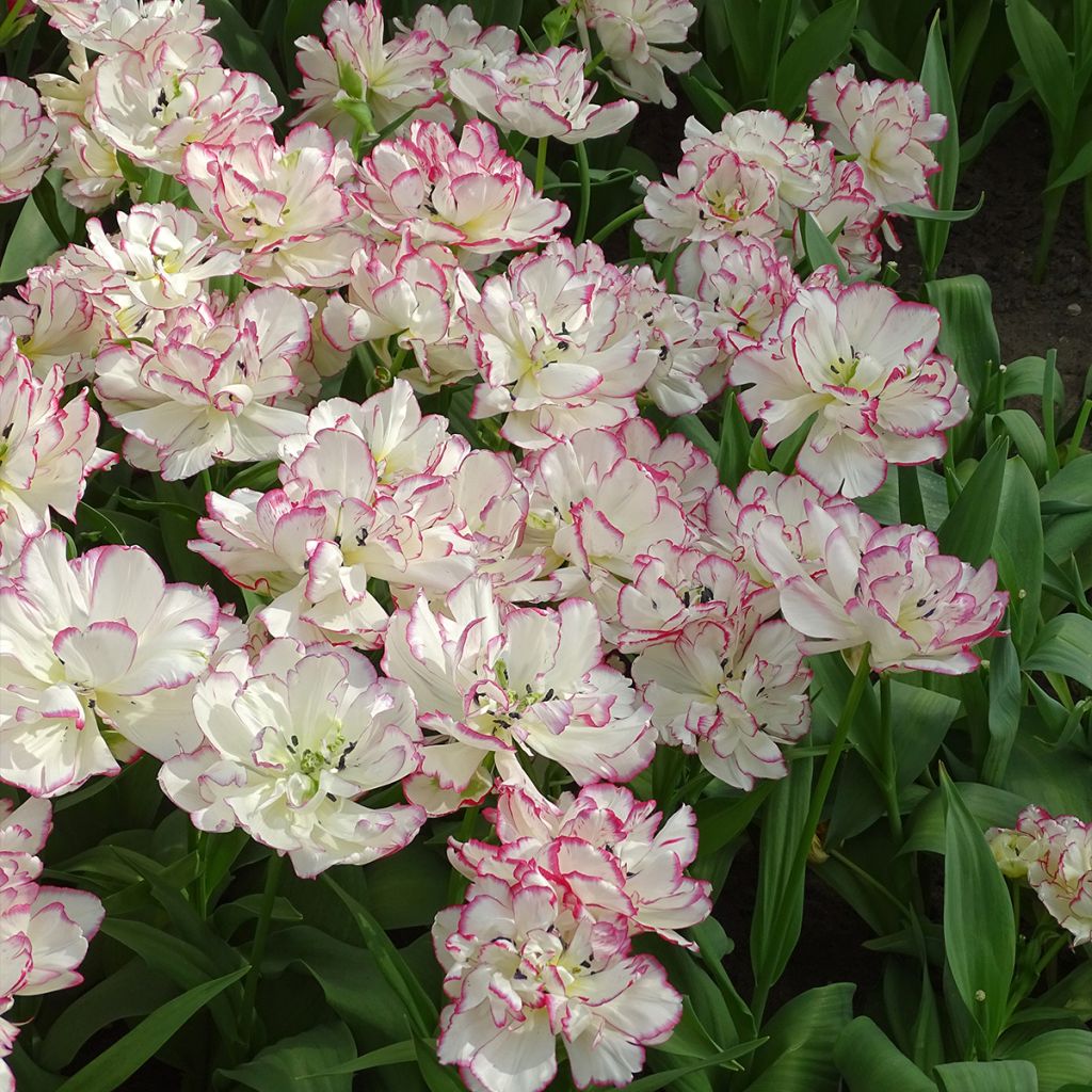 Tulipa Belicia - Double Early Tulip