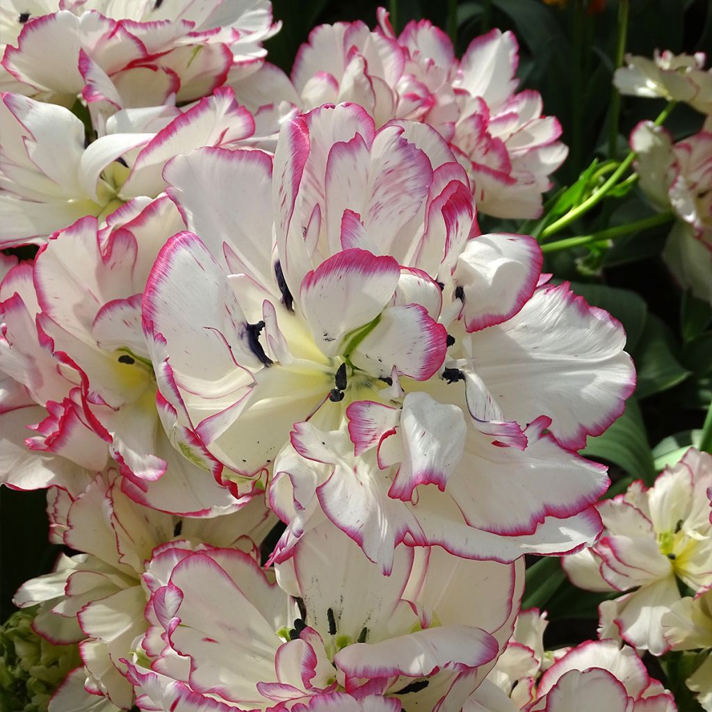 Tulipa Belicia - Double Early Tulip