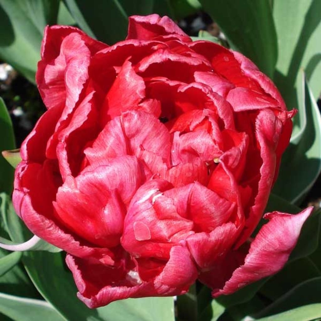 Tulipe Double Eternal Flame