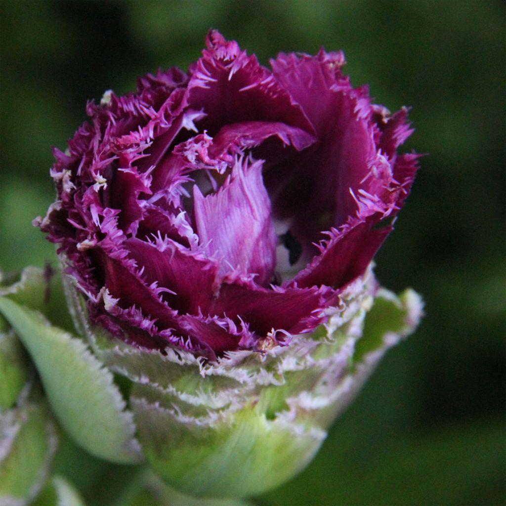 Tulipe double Purple Tower