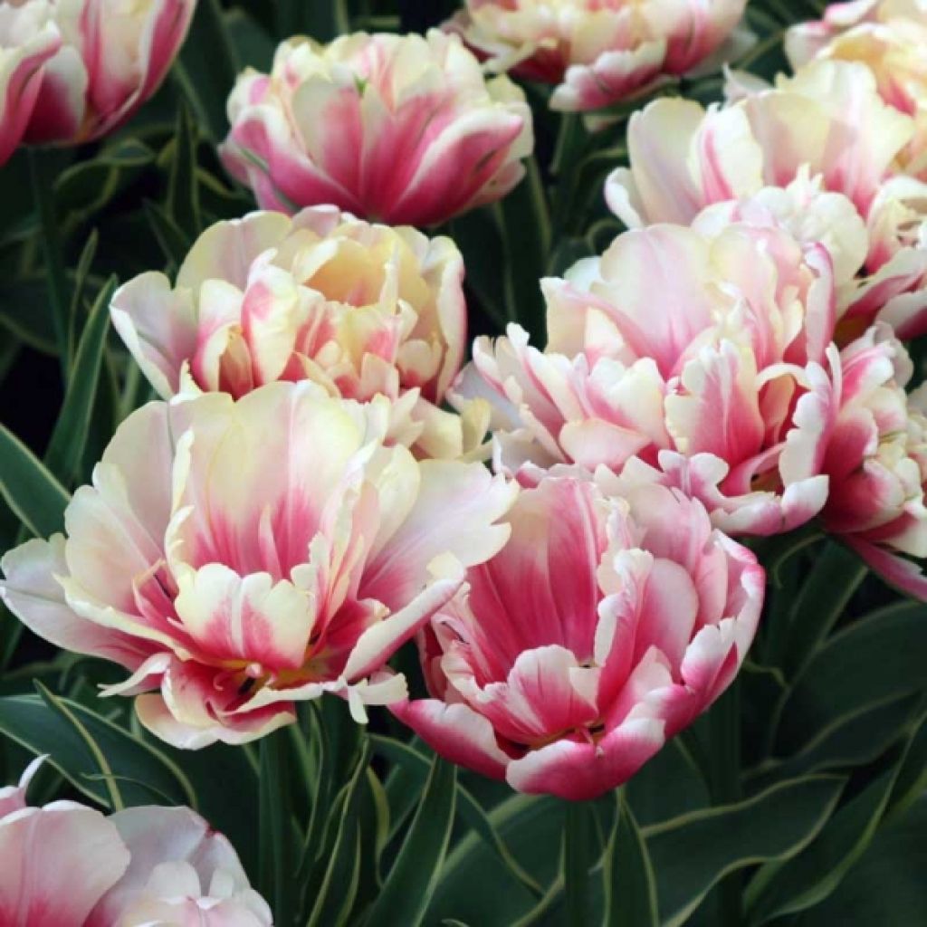 Tulipe Fleur de pivoine Toplips