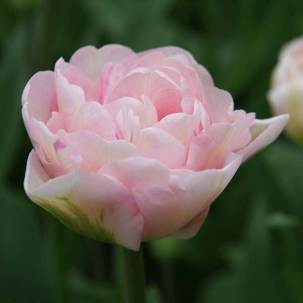 Tulipa Angélique - Double Late Tulip