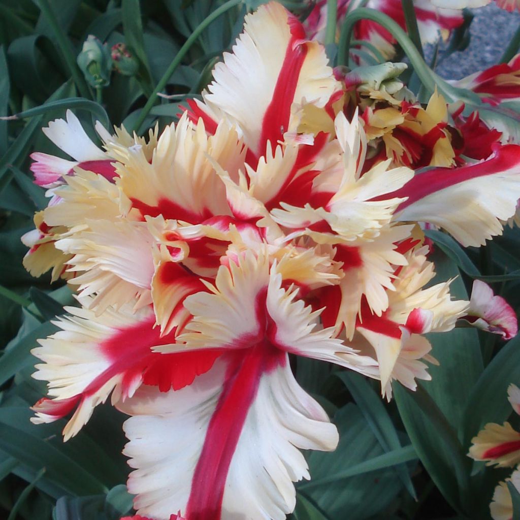 Tulipe Perroquet double Flaming Parrot