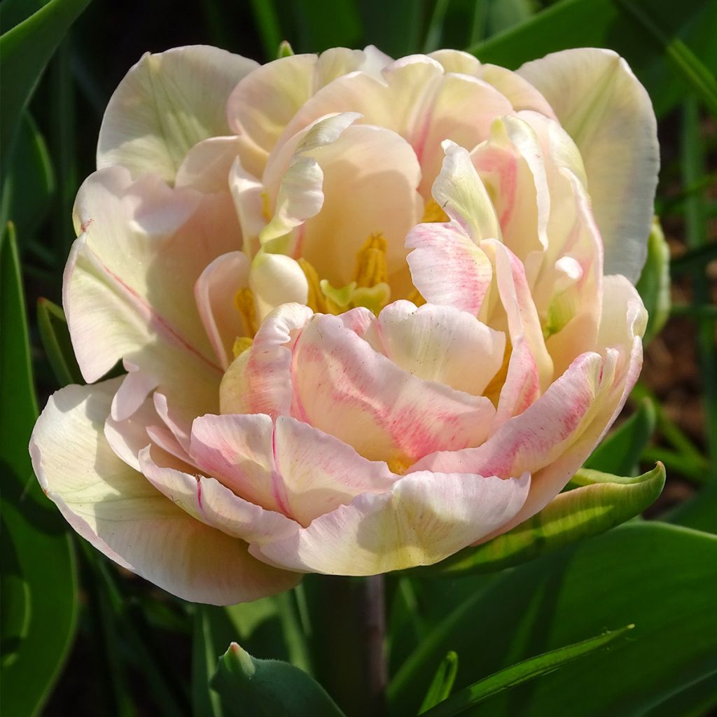 Tulipa Foxtrot- Double Early Tulip
