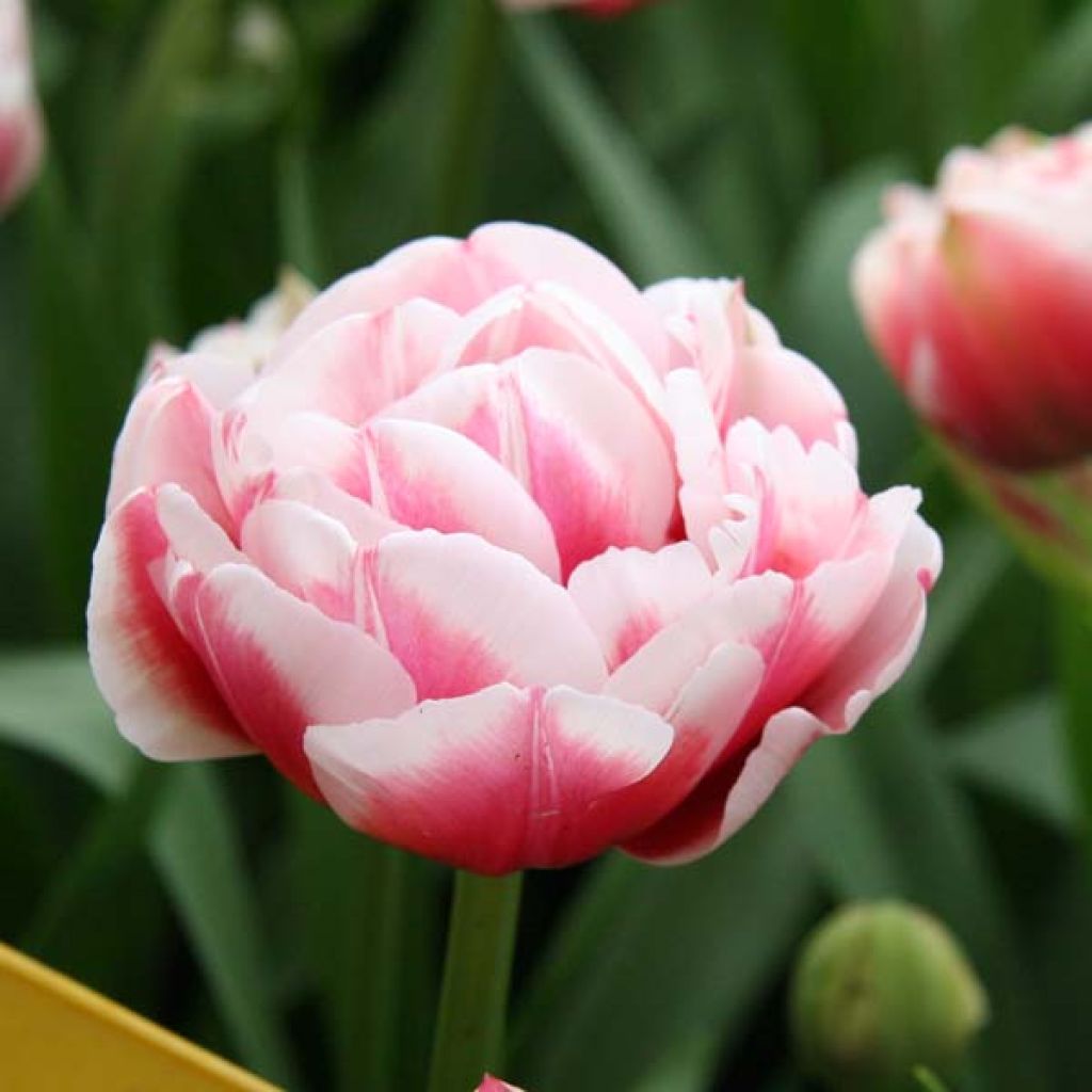 Tulipe Double Gerbrandt Kieft