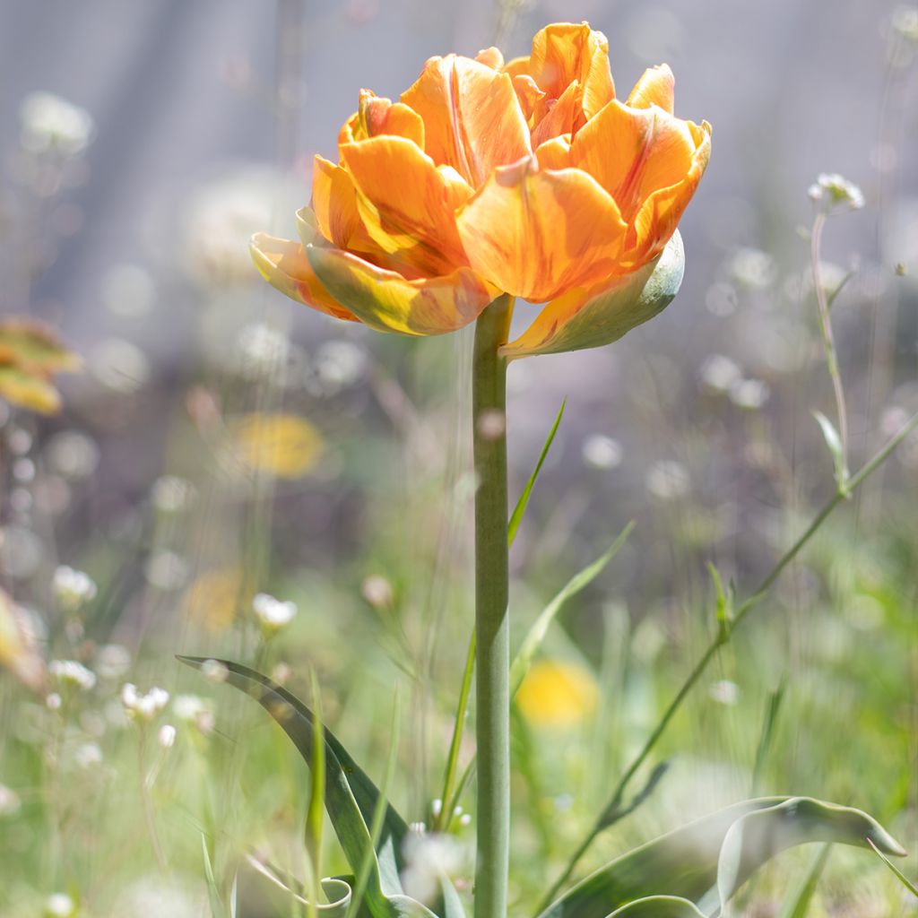 Tulipa Cilesta- Double Early Tulip