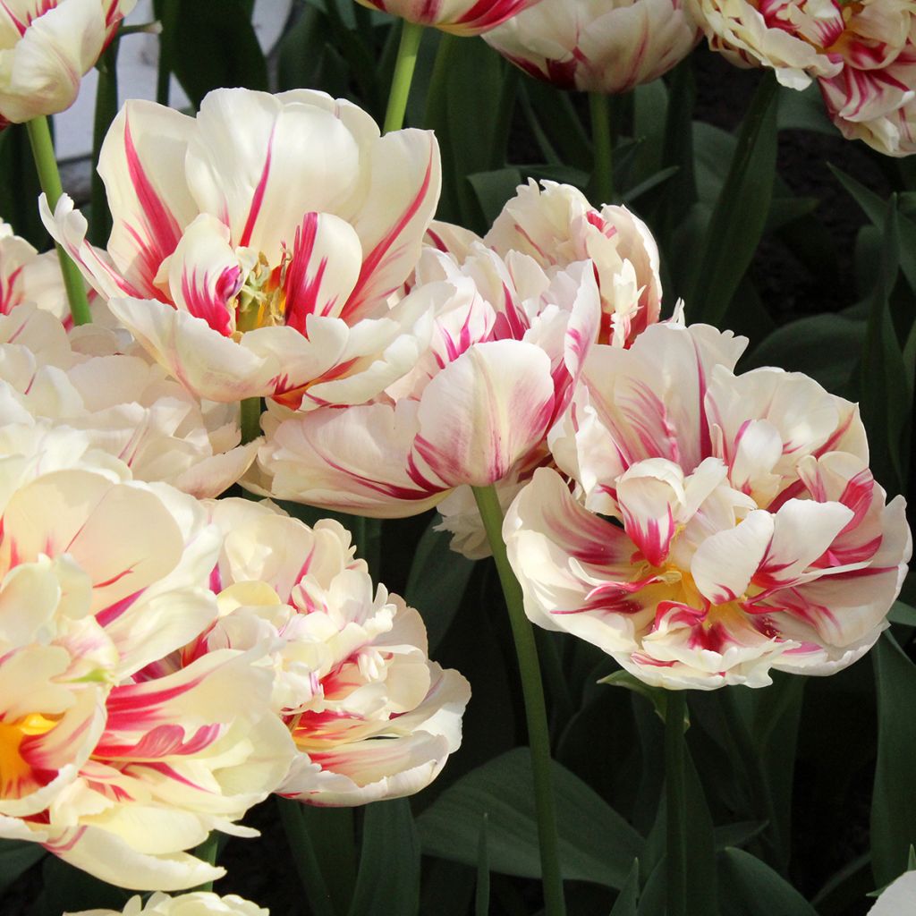 Tulipa Flaming Margarita- Double Early Tulip