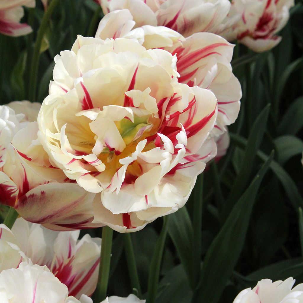 Tulipa Flaming Margarita- Double Early Tulip