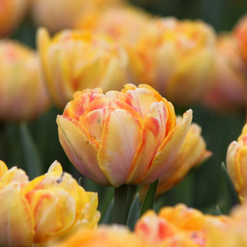 Tulipa Foxy Foxtrot- Double Early Tulip