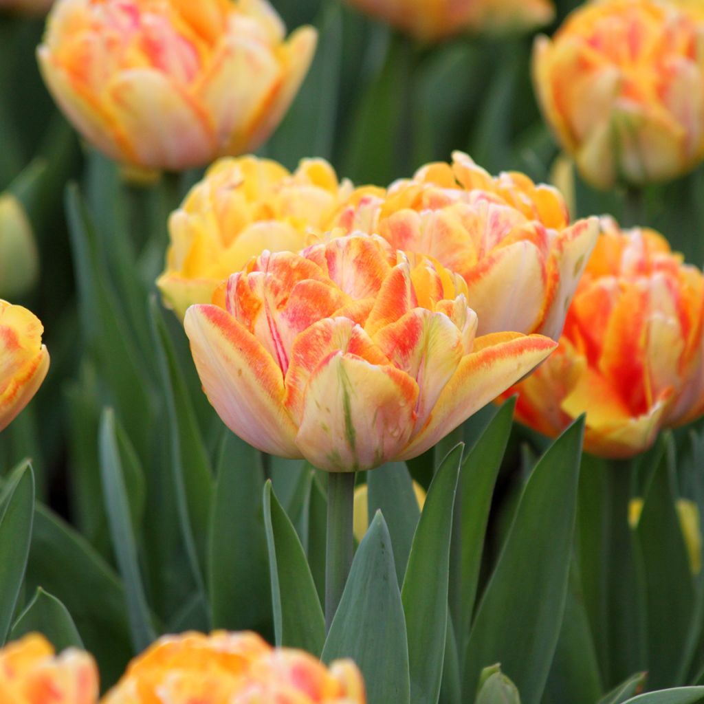 Tulipa Foxy Foxtrot- Double Early Tulip