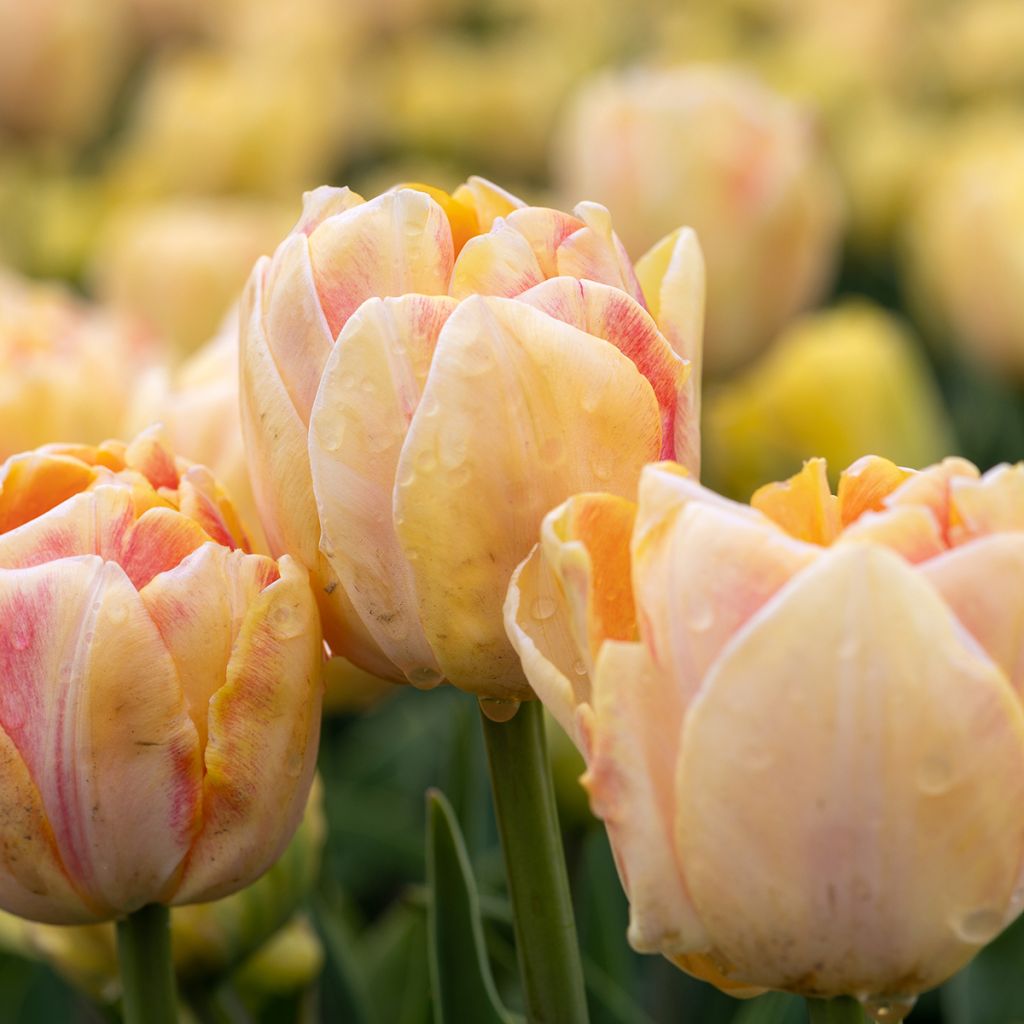 Tulipa Foxy Foxtrot- Double Early Tulip